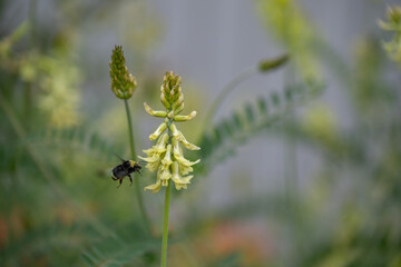 Bee with the Yellow Flowers
