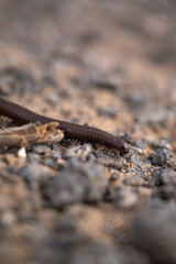 Millipede crawling over the sandy and rocky desert ground