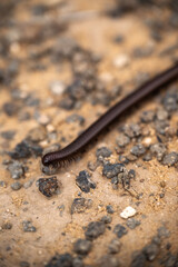 Millipede crawling over the sandy and rocky desert ground