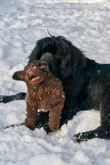 Black newfoundland dog playing with a brown newfoundland puppy in the snow
