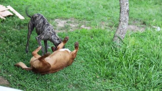 Dogs playing free and happy, whippet, greyhound, mongrel, caramel dog, friends, grass, relaxed, happy, 