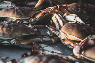 Fresh Dungeness Crabs Close-Up – Seafood Market or Coastal Catch