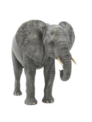 Fototapeta premium A gray elephant standing on a white background