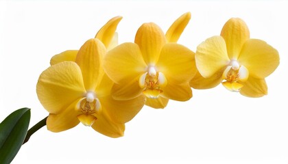 Branch of yellow orchid flowers isolated on transparent 