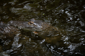 Alligator in the water