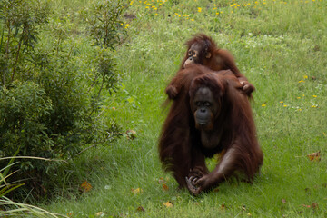 Orangutan mother and child  © Anna
