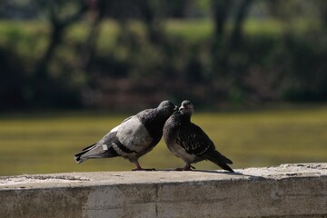 Pareja de palomas muy amorosas tocándose con sus picos contra un fondo de bosque y laguna fuera de foco