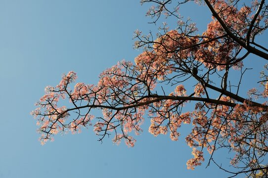 Rama de Palo Borracho, Ceiba Speciosa, cubierta de  hojas nuevas en primavera.  Son trasl&uacute;cidas y todav&iacute;a rosadas, recortadas contra un cielo azul impecable