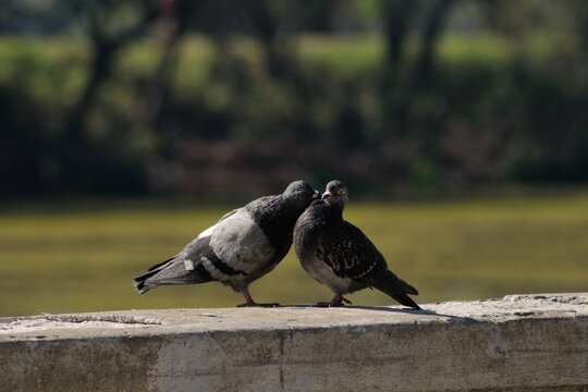 Pareja de palomas muy amorosas toc&aacute;ndose con sus picos contra un fondo de bosque y laguna fuera de foco