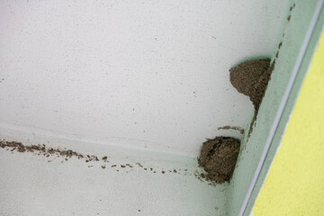 Nest with swallows under the roof of an old barn