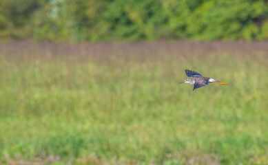 Lesser yellowlegs flies low over a field.