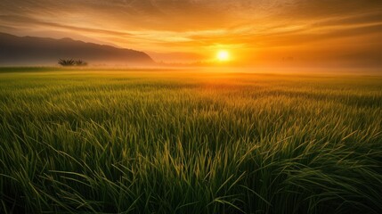 A vibrant sunrise illuminates a misty field of green grass, with distant mountains in the background.