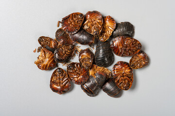 top view Chinese medicine TuBieChong or Eupolyphaga Steleophaga or Ground Beetle