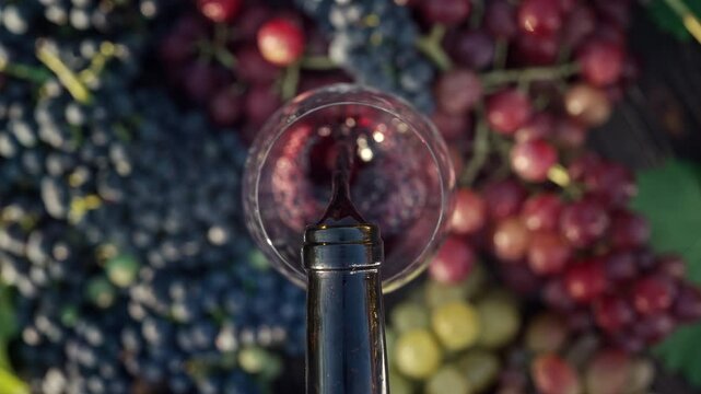 Stunning top view of pouring red wine into glass goblet with fresh grape bunch background. Bunches of fresh sweet grapes decorate served table. Luxury hedonists lifestyle. 
