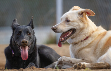 Two panting dogs rest in the dirt after playing.