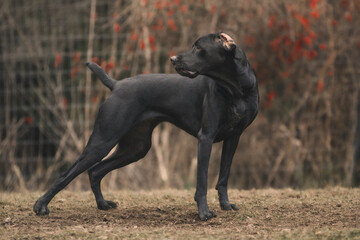 Portrait of an isolated black dog looking behind his back.