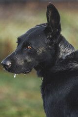 Portrait of a black short haired dog with drool falling from his mouth.