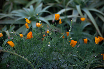 Orange flowers among green plants