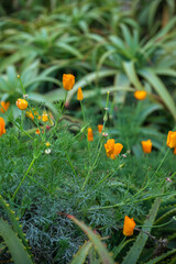 Orange flowers among green plants