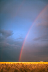 rainbow over the field