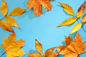Vibrant autumn leaves frame on a bright blue background. Autumn, fall concept