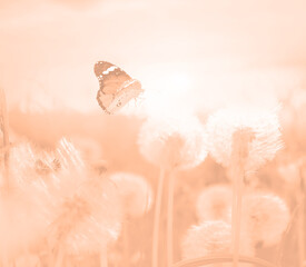 Beautiful butterfly and delicate fluffy dandelions at sunset, toned in peach fuzz color