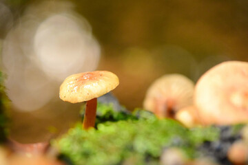 Mushrooms in the forest on a rainy day
