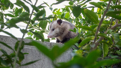 Possum