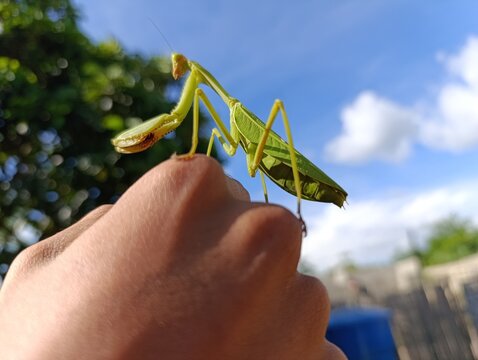 green praying mantis