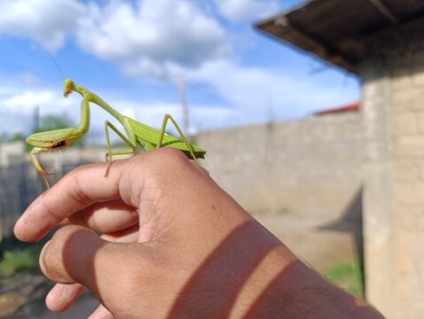 grasshopper on the ground