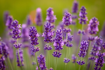 Obraz premium Lavender flowers blooming in the field, close-up