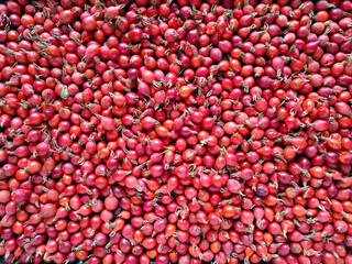 rosehip rose hip red fruit rose plant