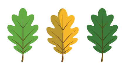 Oak leaves set isolated flat vector illustration on white background.