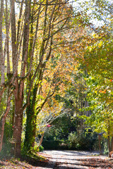 autumn in the forest