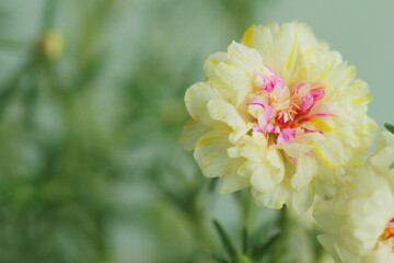 yellow flowers on green background