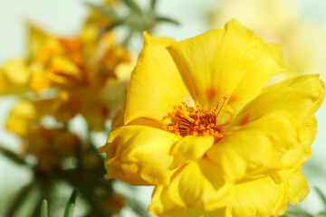yellow flowers in the garden