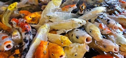 Close up of colorful Koi fishes or Japanese Koi carp swimming in the healthy lake. Koi open mouth...