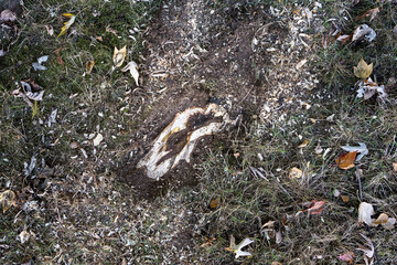 Closeup of tree root in a grass lawn that has been ground up to reduce problems when mowing the lawn, fall maintenance
