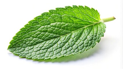 High angle view of fresh mint leaves falling on white surface, isolated background