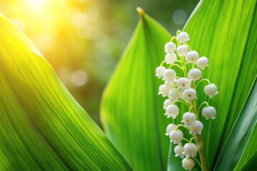 Obraz premium High angle view of lily of the valley flowers on tropical background