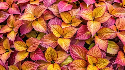 Fototapeta premium High angle view of pink and yellow leaf bed