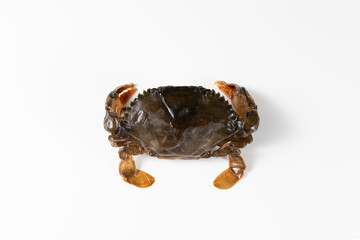 白バックに置いた生のソフトシェル蟹