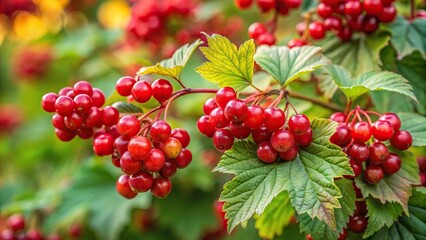 Highbush cranberry growing wild in August with shallow depth of field