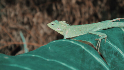 Green Lizard on a taro leaves