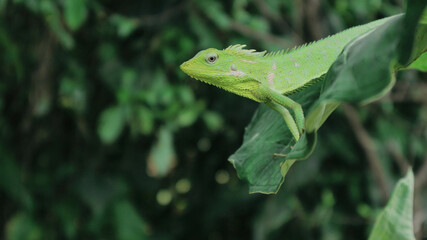 Green Lizard on a taro leaves