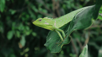 Green Lizard on a taro leaves