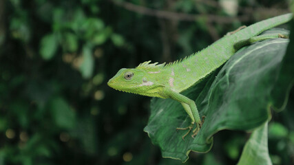 Green Lizard on a taro leaves
