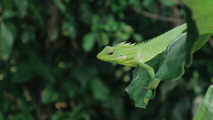 Green Lizard on a taro leaves
