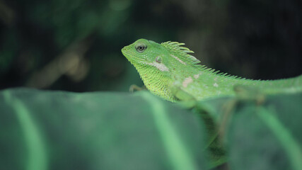 Green Lizard on a taro leaves