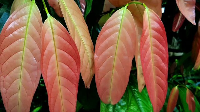 Lush Kepel Tree Showcasing Fresh Green and Soft Pink Leaves | Ideal for Nature Enthusiasts and Garden Inspiration, Highlighting Tropical Beauty with New Foliage Growth in a Vibrant Outdoor Setting